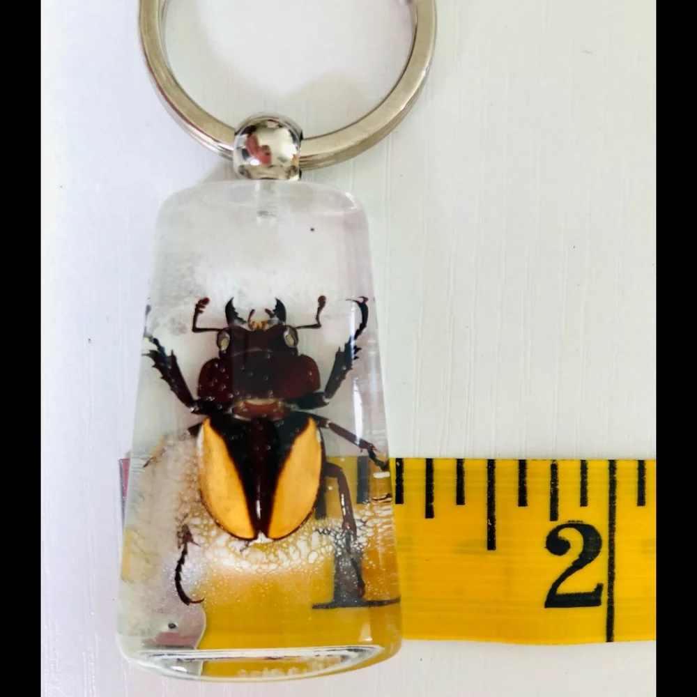 Natural beetle in acrylic resin keychain